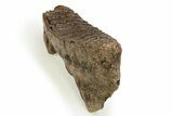 Woolly Mammoth Lower M Molar - North Sea Deposits #272814-3